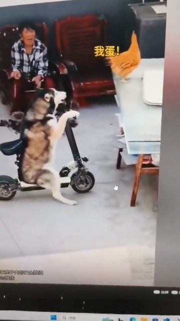 scene_output.mp4