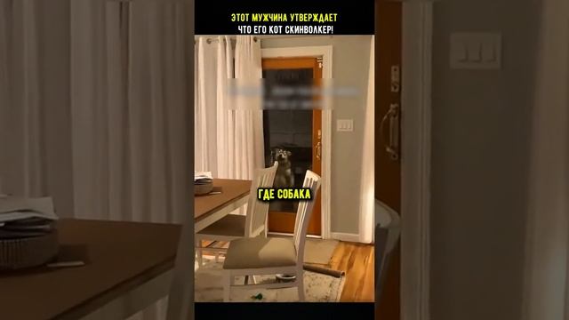 Скин волкер