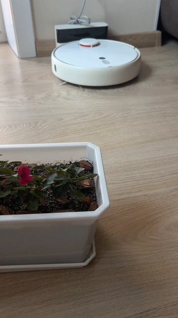 У нас с Басей - первый цветочек!