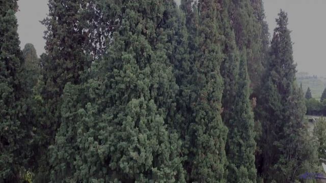 Эта музыка сливается с природой! - A1-Zanne nel velluto -- Rien Virgule -- Le Couronnement des Silex