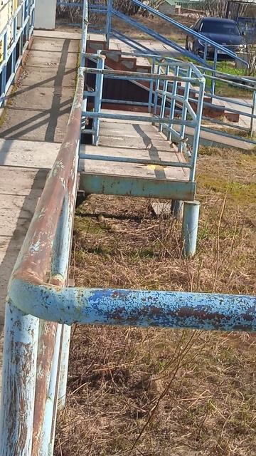 Воробьи
