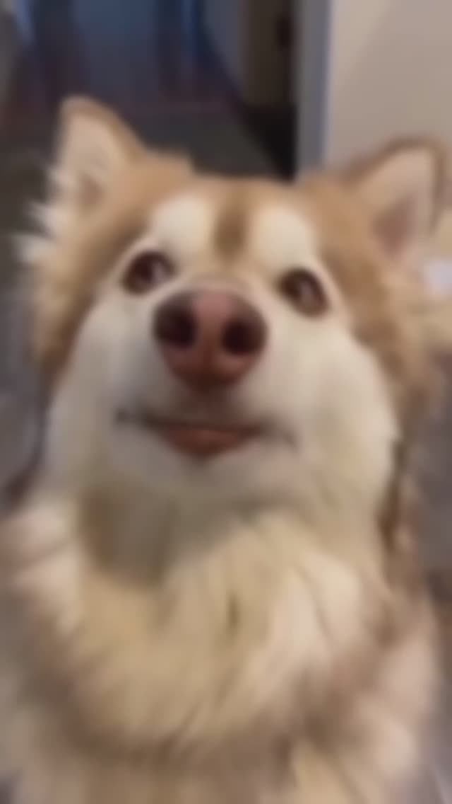 🐕👍😄наши верные друзья собаки