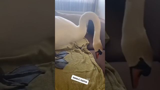 VID-20250613-WA0761
