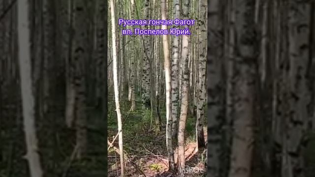 Русская гончая Фагот вл. Поспелов Юрий.#топ #hunting #fishing