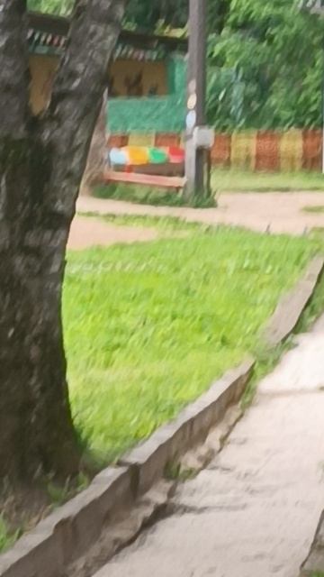 местные цыплята