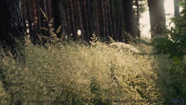 Музыка, которая звучит как обещание 'мы вернёмся сюда ещё раз' - Waiting In The Grocery Store -- Kir