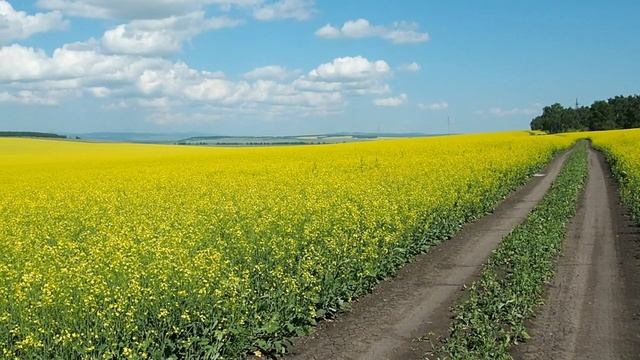 Красноярский край - желтые (рапсовые) поля.