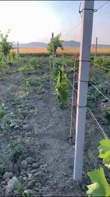 До и после. Уход за молодыми насаждениями.