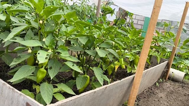 первая качка мёда. новая живность.