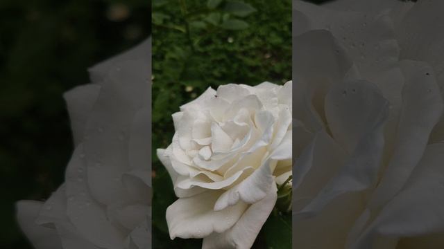 Розовый блюз.