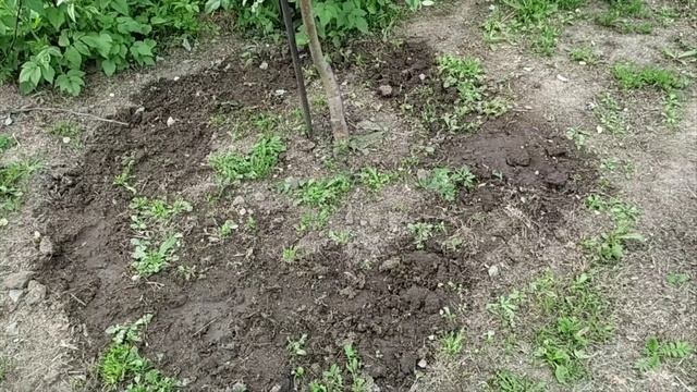 Июньская подкормка плодовых деревьев для укрупнения плодов и получения хорошего урожая.