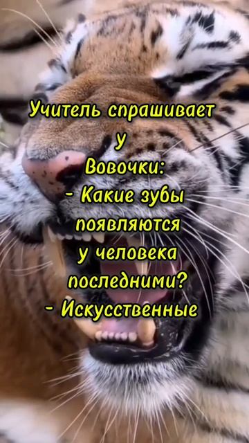про Вовочку