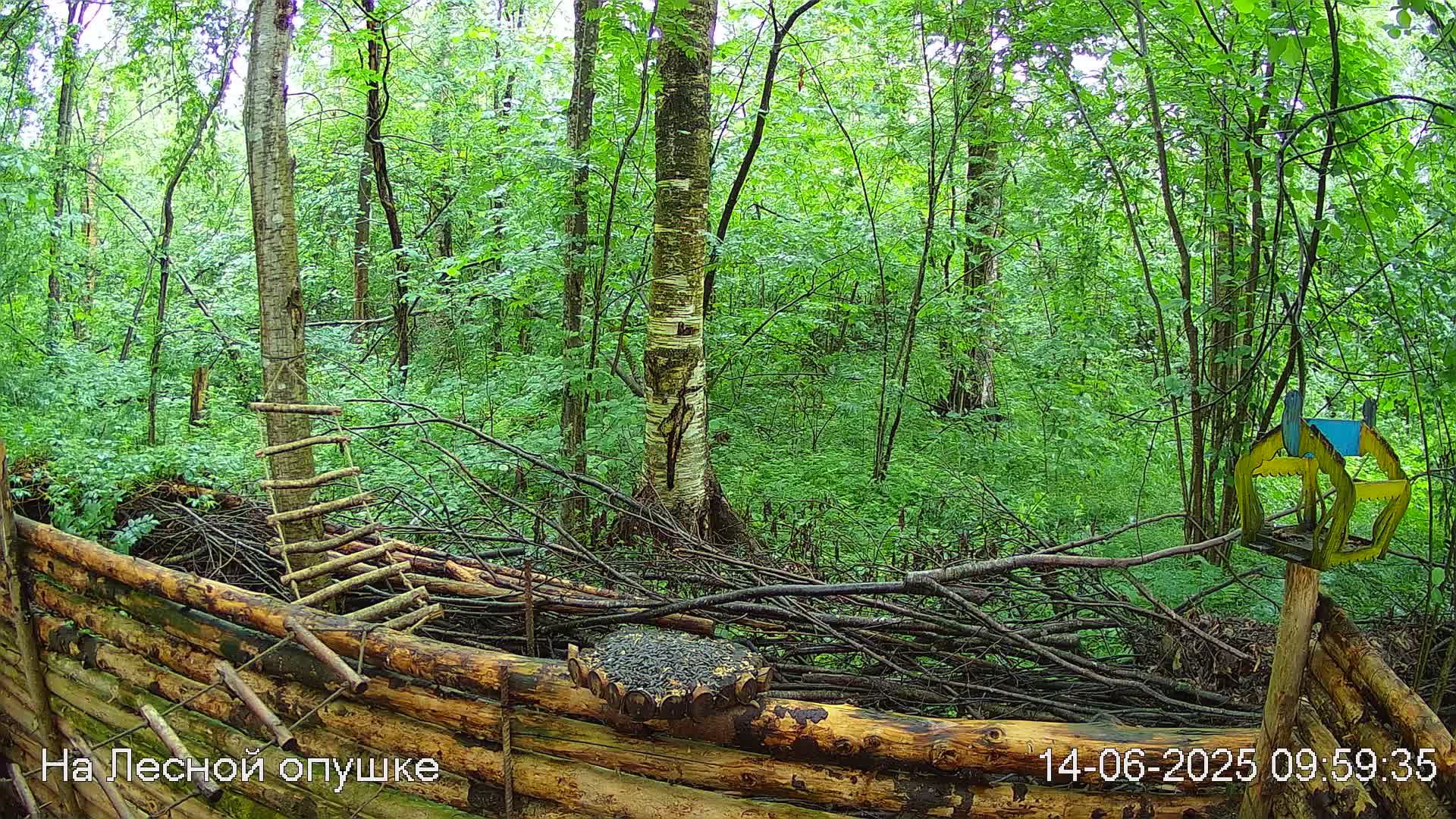 Лето в ЛЕСУ онлайн #Relaxing #природа #звуки леса #птицы #погода