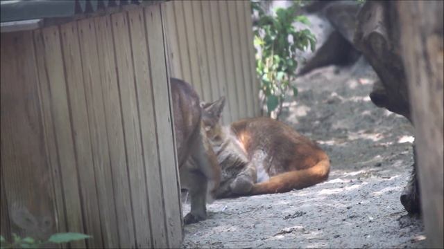 Азиатские золотистые кот и кошка вышли на улицу 09.06.2025