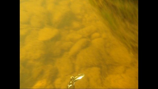 Моя подводная охота - 2009