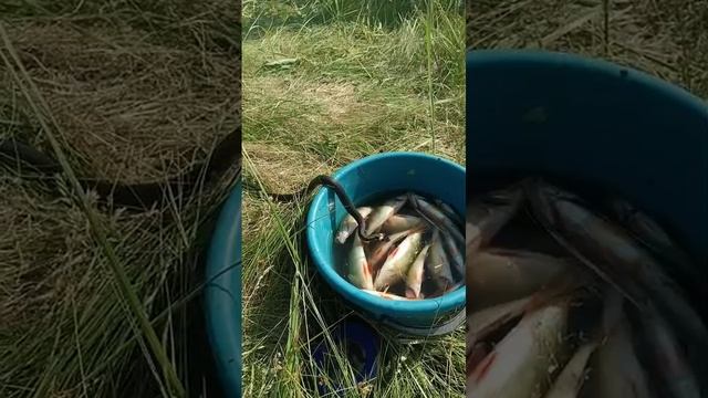 помощница