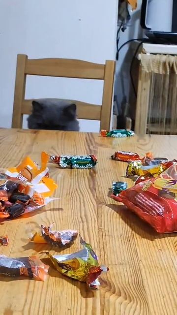 Котик и конфетка! 🐱🍬