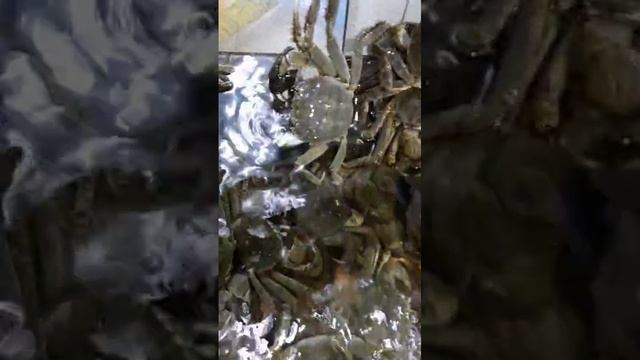 Живые крабы на птичьем рынке