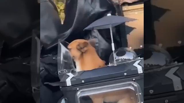 Элитно!