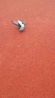 мем голубиная резня 😈😈😈