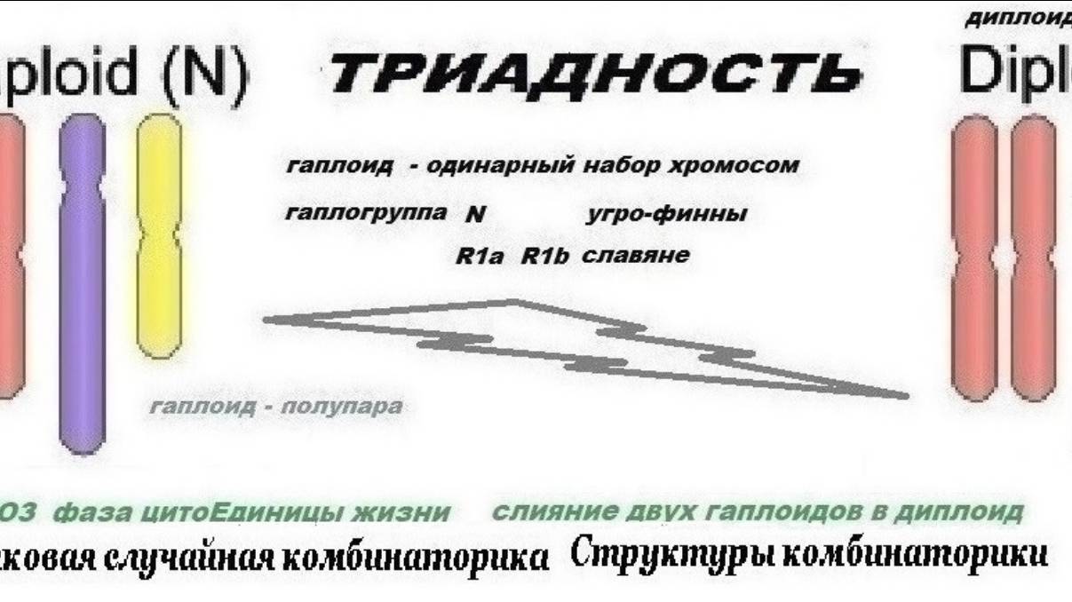 3-1++++++  Структуры биожизни  Комбинаторность  Триадность