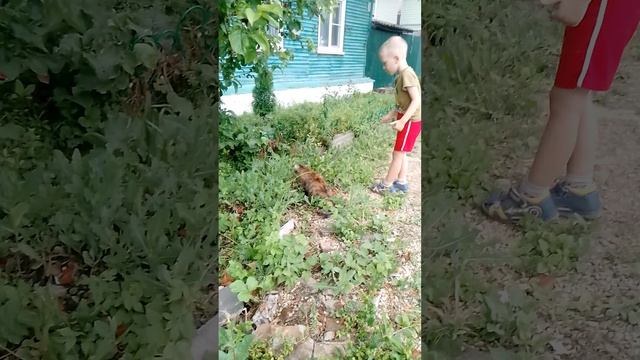 играю с кошкой.