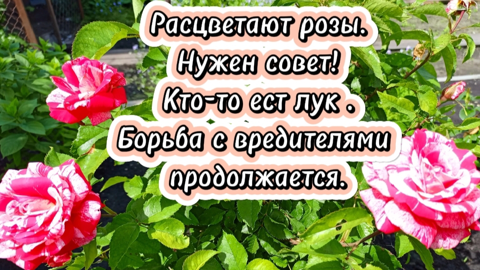 14-06-2025Нужен совет!Кто-то ест лук.Борьба с вредителями продолжается.Расцветают розы.