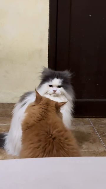Mortal Combat по-кошачьи