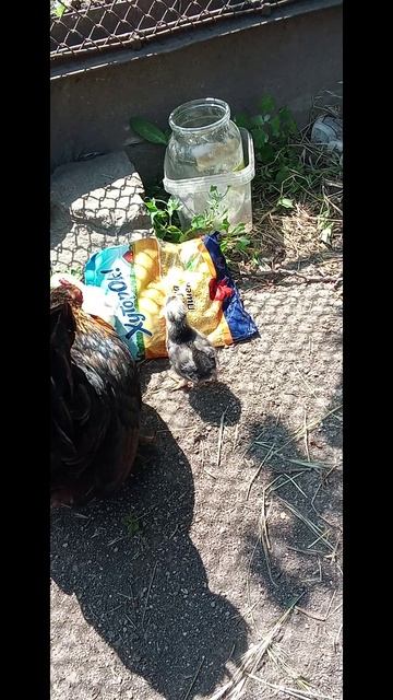 Гуляем под Музыку цыплята Бентамки