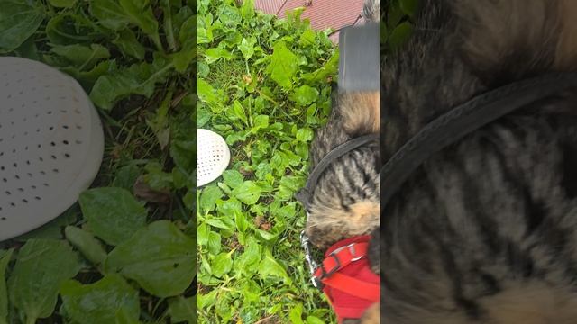 причесываю животных 🐾
