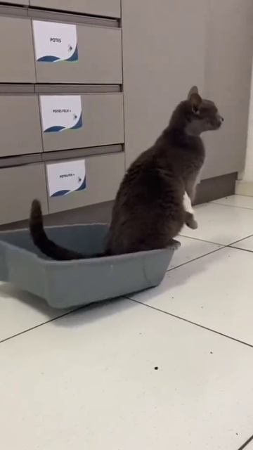 Cool cats