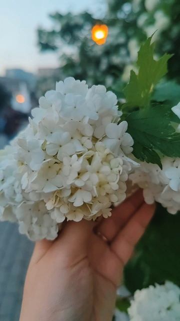 Александровский сад