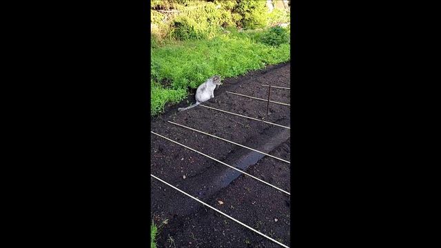Кот. Кос