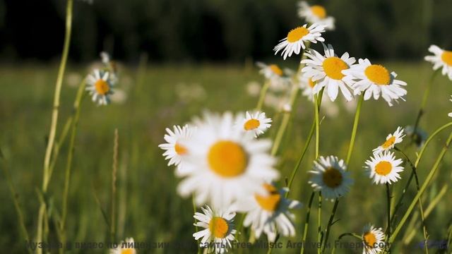 Звёзды падают под этот звук! - Young Lovers -- Mise Darling -- Rebel