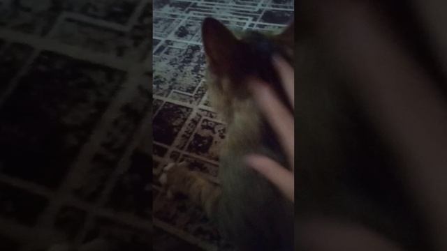 мой кот