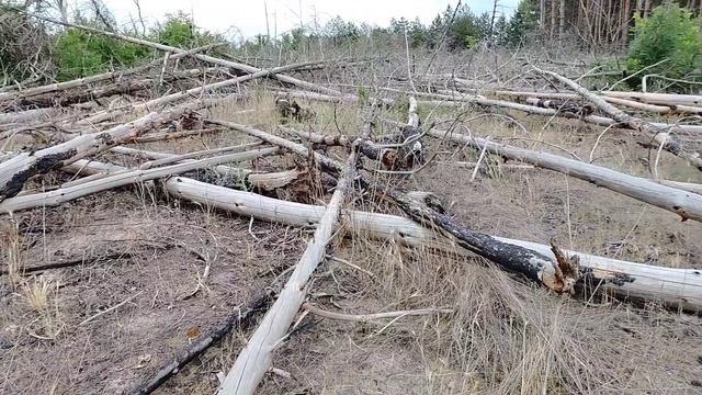 Лес, грибы, жуки и опыт.