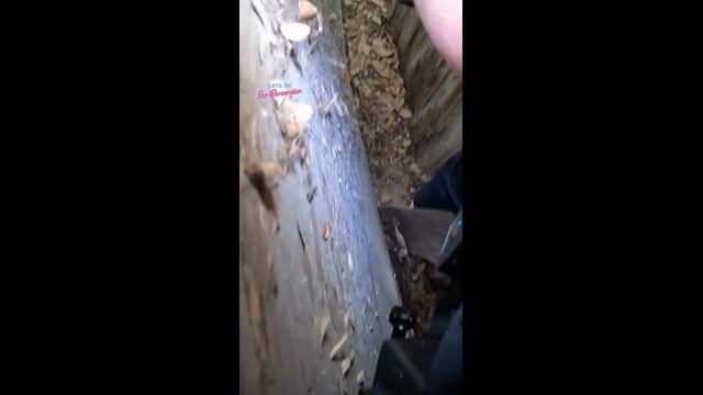 Спасение котят во время шторма - 2024 год
