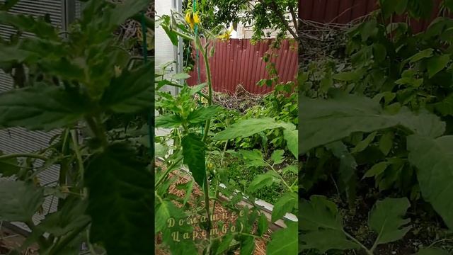 Зачем томатам электроды!😉