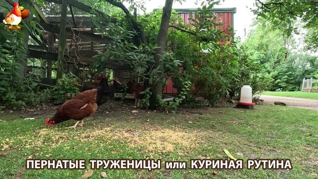 Куры несушки свободного выгула и их обычная куриная рутина – эпизод (446)
