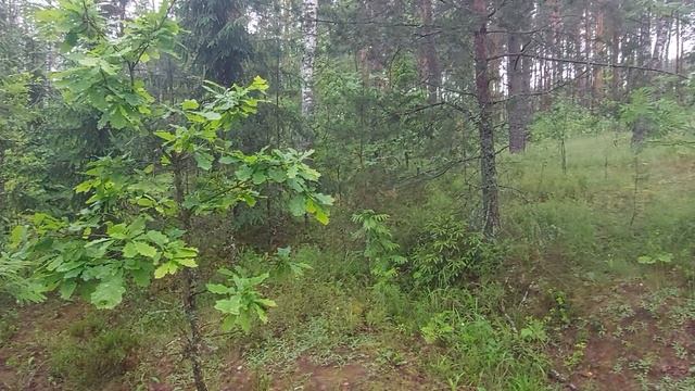 Лес Козьи Горы. Березки.