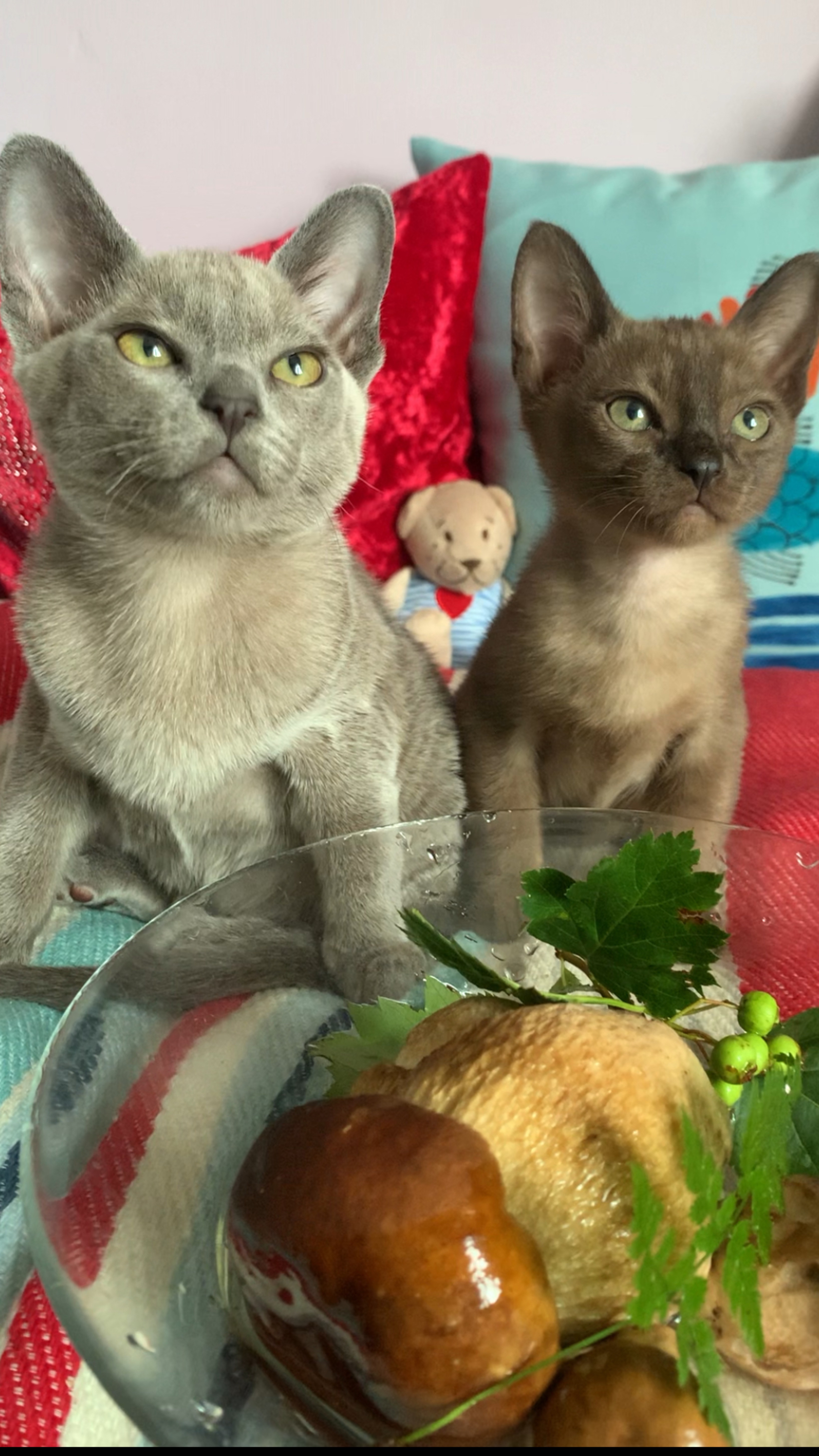 Маленькие котята