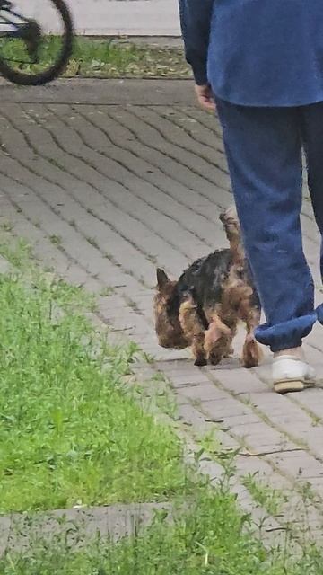 #собачки #reels #short #shorts #margo #shortvideo #shortsvideo #dog #dogs #doglufe #dogshort #happy