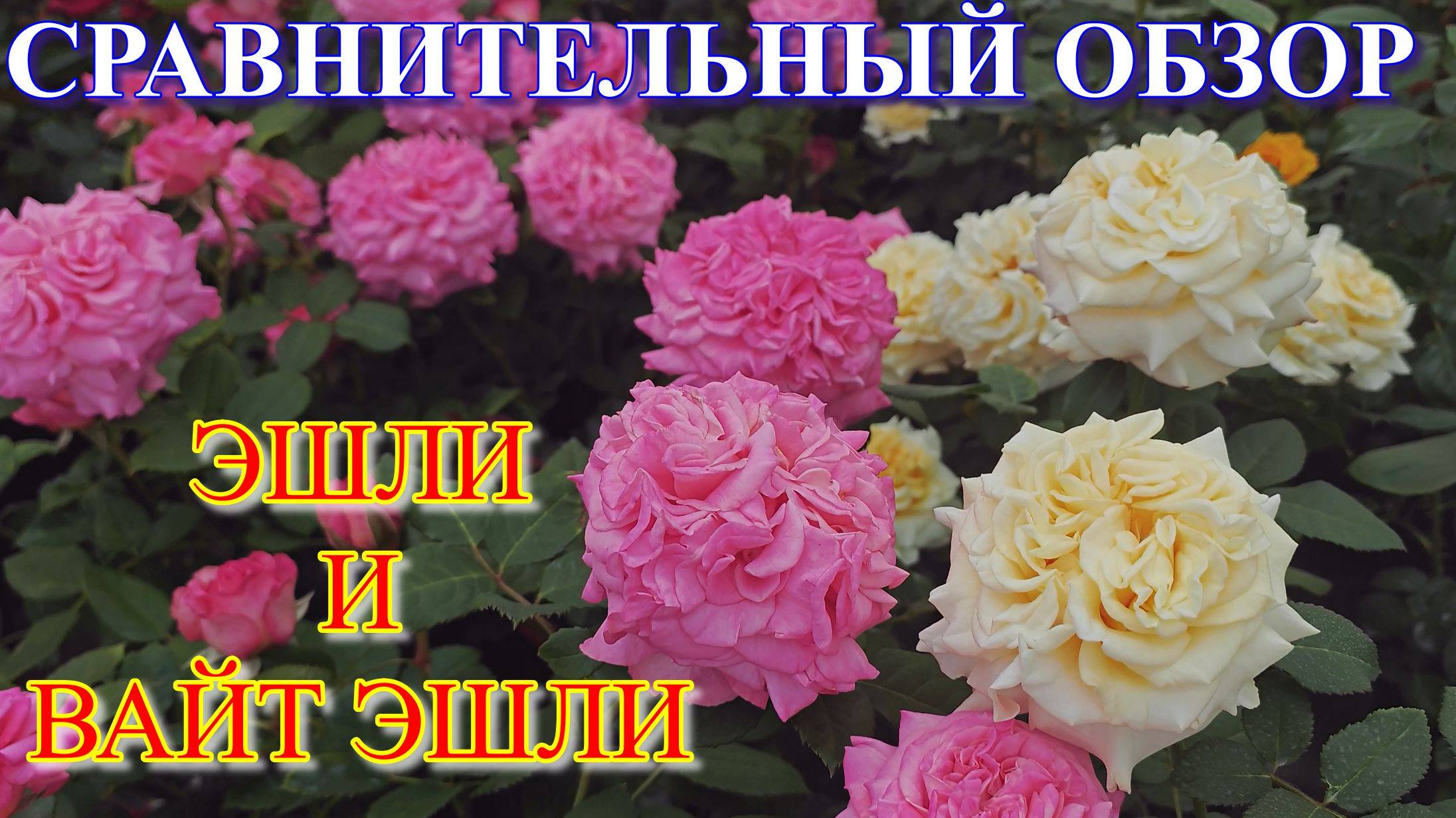 Сравнительный обзор двух сортов Эшли!