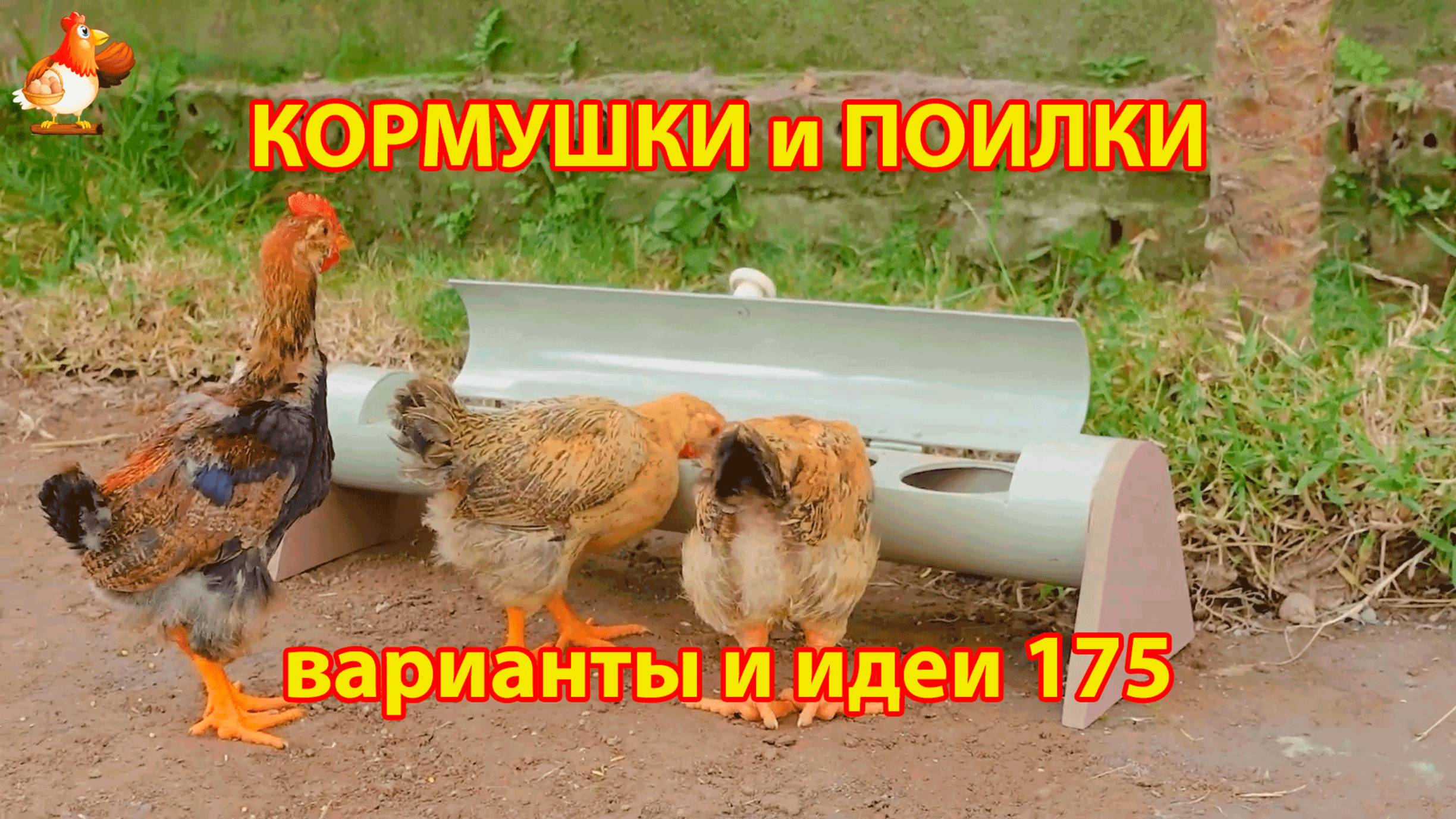 Кормушки и поилки для кур своими руками (175) 🪚✂️ Пошаговая инструкция как сделать 🐔 🐓❣️