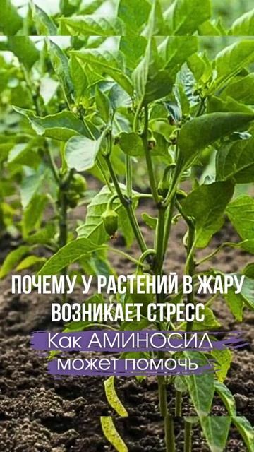 Почему у растений в жару возникает стресс и как АМИНОСИЛ может помочь 🌿