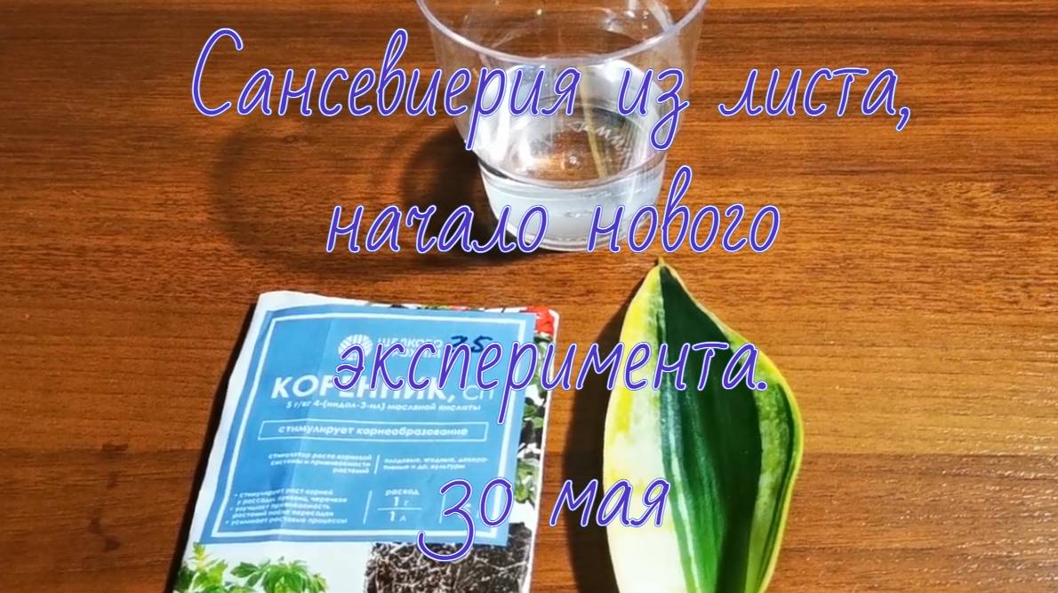 Сансевиерия из листа, начало нового эксперимента, 30 мая #сансевиерия #размножениесансевиерии #санса