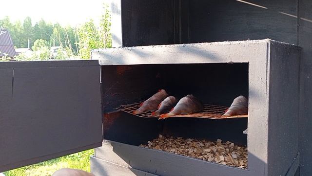 Копчёный окунь на даче.Классический рецепт.