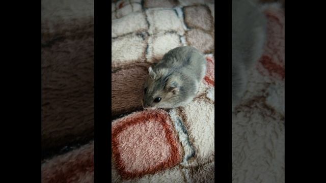 милые фотки моего хомяка🩷