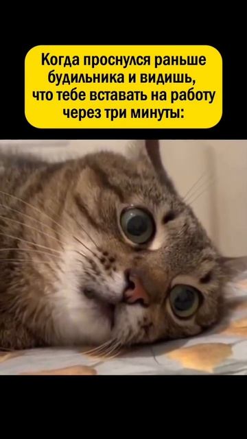 Ещё больше котиков в канале https://t.me/cotorai