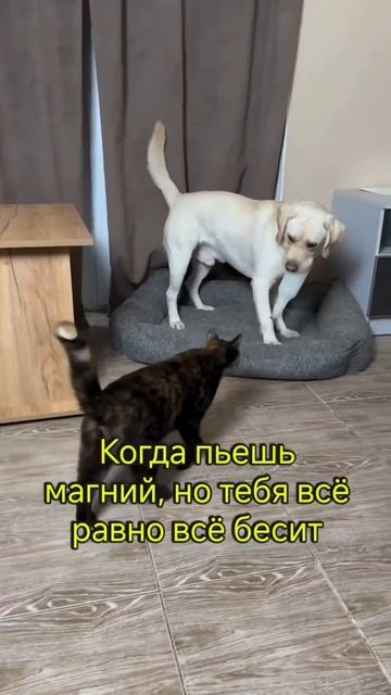 Ещё больше котиков в канале https://t.me/cotorai